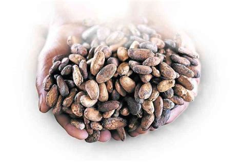 Davao City is now PH chocolate capital; Davao Region is cacao .